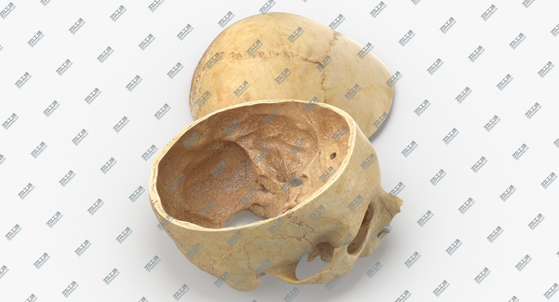 images/goods_img/202104091/Real Human Skull Cranial 02 Cut With Piece Pose 04 3D model/3.jpg